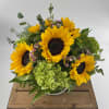 Low arrangement of bright yellow sunflowers with green hydrangeas in a clear glass vase.