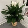 Tall peace lily plant with white blooms in a woven basket on a gray floor