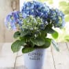 Potted blue and green hydrangea plant in a white metal container labeled Flowers & Garden.