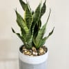 Sleek and low-maintenance, this Snake Plant (Sansevieria) is a timeless favorite for