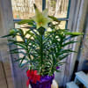 A gorgeous blooming Easter Lily plant just in time for your festive