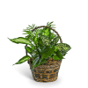 Basket of assorted green houseplants in a woven container