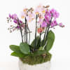 Potted arrangement of pink and purple orchids in a white bowl