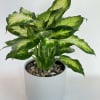 Potted green variegated houseplant in a white planter
