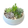 Succulent arrangement in a round ceramic bowl with decorative stones
