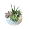 Succulent arrangement in a round white pot with mixed green plants
