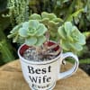Potted green succulent in a white Best Wife Ever mug on a wooden surface