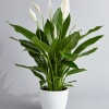 White peace lily plant in a white pot