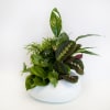 Lush green potted plant arrangement in a white bowl planter