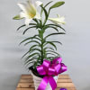 Potted white lily in a white basket with a bright pink bow and colorful eggs on a wooden crate.
