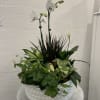 Low white ceramic planter with a white orchid and assorted green houseplants.