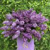 Lilac in the box 