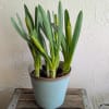 6 in Daffodil Pot in container. Available for instore pick up.