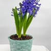 Spring bulb flower, for Easter and Spring. Fragrant flowers, that can be