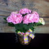 A dreamy pastel colored hydrangea plant, come in a 6" pot, nestled