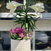 A beautiful planted Lilly with a very pretty potted plant!