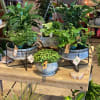 Assorted houseplants