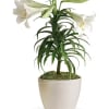 This classically beautiful white lily plant with its long, graceful leaves is