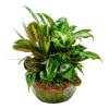 Lush mixed green houseplant arrangement in a decorative ceramic bowl