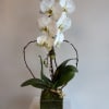 Tall white phalaenopsis orchid plant in a glass cube vase with moss and a twig heart accent