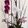 Orchid arrangement with purple blooms in a wooden planter