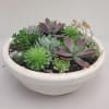 Low white bowl planted with assorted green and purple succulents and small orange blooms
