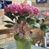 A magnificent blooming Hydrangea plant ,we offer both pink and blue hydrangea