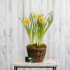 Potted yellow and orange daffodils in a woven basket on a table with a small candle.