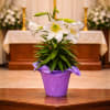 6-inch Easter lilies are a traditional and meaningful element of the season
