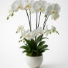 Potted white phalaenopsis orchid plant with multiple flowering stems in a round white pot