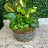 Low mixed foliage plant arrangement in a round ceramic pot on a stone surface