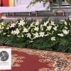 Low arrangement of white lilies with abundant greenery displayed in front of a silver casket.
