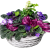 Basket of purple flowering plants with lush leaves and a magenta ribbon