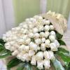 Large wrapped bouquet of tightly clustered white roses accented with broad glossy green leaves.