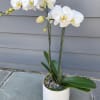 Potted white phalaenopsis orchid with two tall flowering stems in a white cylinder pot.