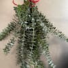 Hanging bundle of eucalyptus stems tied with a red ribbon bow