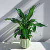 Commonly known as the Peace Lily, the spathyphyllum is a tropical plant