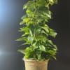 Tall leafy green houseplant in a woven basket-style pot against a dark background.
