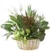 Assorted green houseplants with white blooms arranged in a woven basket