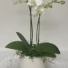 White phalaenopsis orchid plant with buds in a round white pot with trailing green moss.