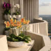 Peach and yellow phalaenopsis orchids in a white bowl on a concrete balcony with other orchids in wall planters.