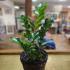 Potted houseplant with upright glossy green leaves in a woven brown container on a counter