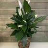 Potted peace lily arrangement in a woven basket