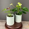Two potted anthurium plants with glossy green leaves and pale and red blooms in ribbed white pots
