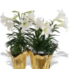 Potted white lily plants offer a fresh, serene statement for spring gifting