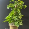 Tall green houseplant with heart-shaped leaves in a woven basket pot against a dark background