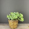 Pothos Pearls and Jade is a beautiful trailing plant with striking variegated