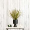 Spiky green houseplant with reddish tips in a black pedestal pot on a small table.