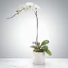 single stem white premium orchid in a white ceramic cube.