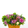 Low basket of pink daisies, purple blooms, green bells of Ireland and a white rose